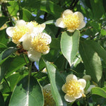 Camellia Sinensis Plant Live, Camellia Plant, Green Tea Tree Plants, Vibrant Flower Shrub, Well-Rooted for Garden Planting (4 Inches)