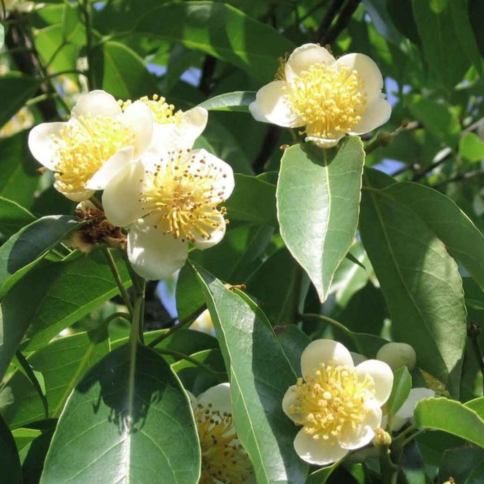 Camellia Sinensis Plant Live, Camellia Plant, Green Tea Tree Plants, Vibrant Flower Shrub, Well-Rooted for Garden Planting (4 Inches)