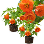 2 Orange Abutilon Plants 4-8" Tall, Trailing Lantern Flowering Vine for Patio, Containers and Outdoor, Hardy Bell Shaped Flowers Shrubs