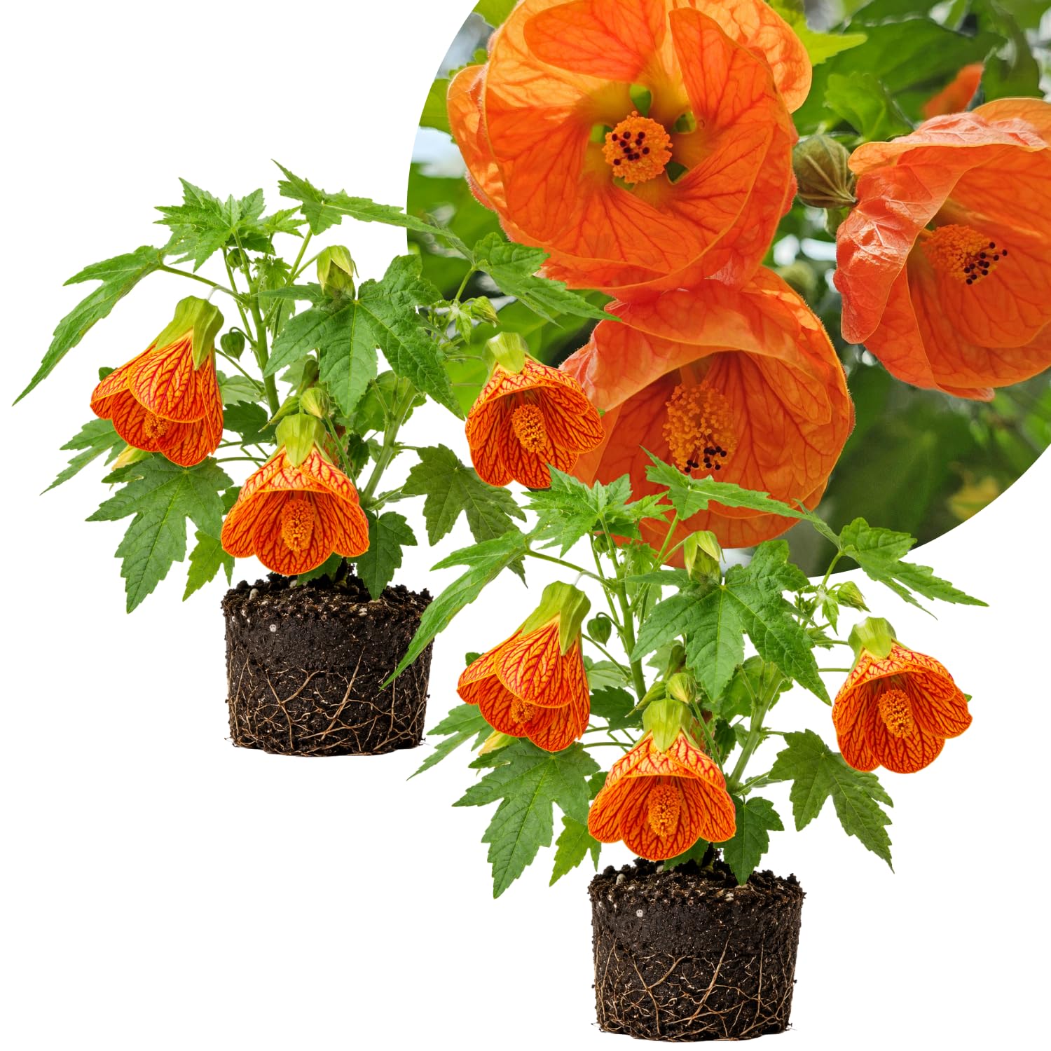 2 Orange Abutilon Plants 4-8" Tall, Trailing Lantern Flowering Vine for Patio, Containers and Outdoor, Hardy Bell Shaped Flowers Shrubs