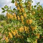 Live Golden Currant Plant, Currant Bush Live Plant, 1 Year Old, 6-12 Inc, Currant Berry Fruit Tree for Containers, Patio