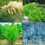 4 Assorted Grasses Ornamental Live Plants Seedlings Well-Rooted, Size 5 to 9" Perennial Hardy Ornamental Grass Plants, Mixed Colors (Mixed 4 Random Grasses - 2)