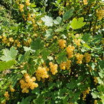 Golden Currant Bush Live Plant, 1 Year Bare Root, Golden Currant Berry Plant Live, 6-12 Inches, Well Rooted Starter Plant