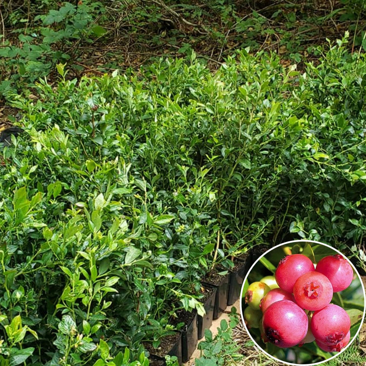 2 Blueberry Trees Live Plant for Planting, 5-10" Tall, Blueberry Plant Live, Sweet Blueberry Bush Live Plant, Large Blueberries Fruit Bareroot (Pink Lemonade Blueberry)