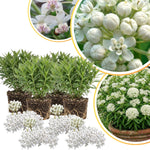 4 Milkweed Plants Live, White Butterfly Milkweed Asclepias Tuberosa Perennial Wildflowers Swamp Common Bush, 5-9" in Tall, No Pot