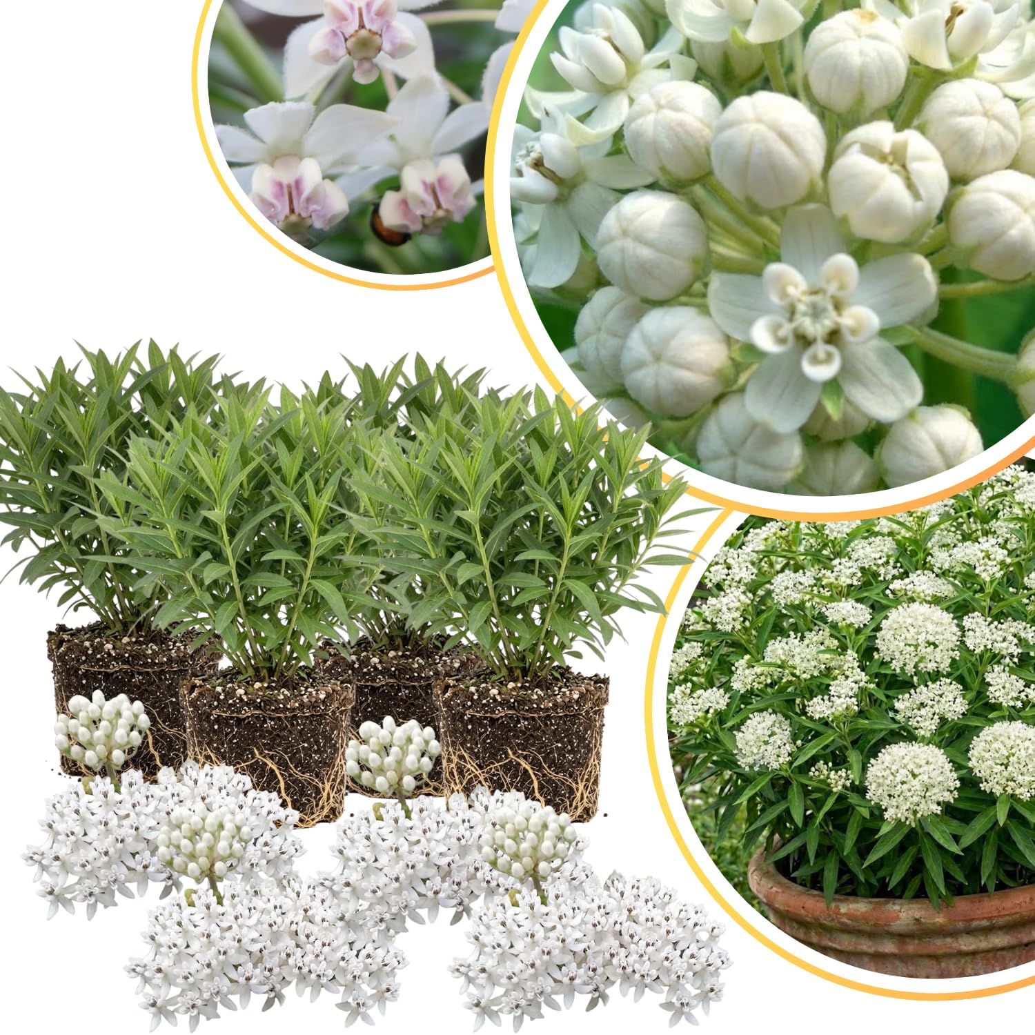 4 Milkweed Plants Live, White Butterfly Milkweed Asclepias Tuberosa Perennial Wildflowers Swamp Common Bush, 5-9" in Tall, No Pot