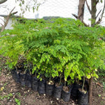 Pack 2 Moringa Trees Live Plants in 4 Inc Pot, 6"-12" Malunggay Drumstick Trees, Horseradish Herb Moringa Plants, Deciduous Tree