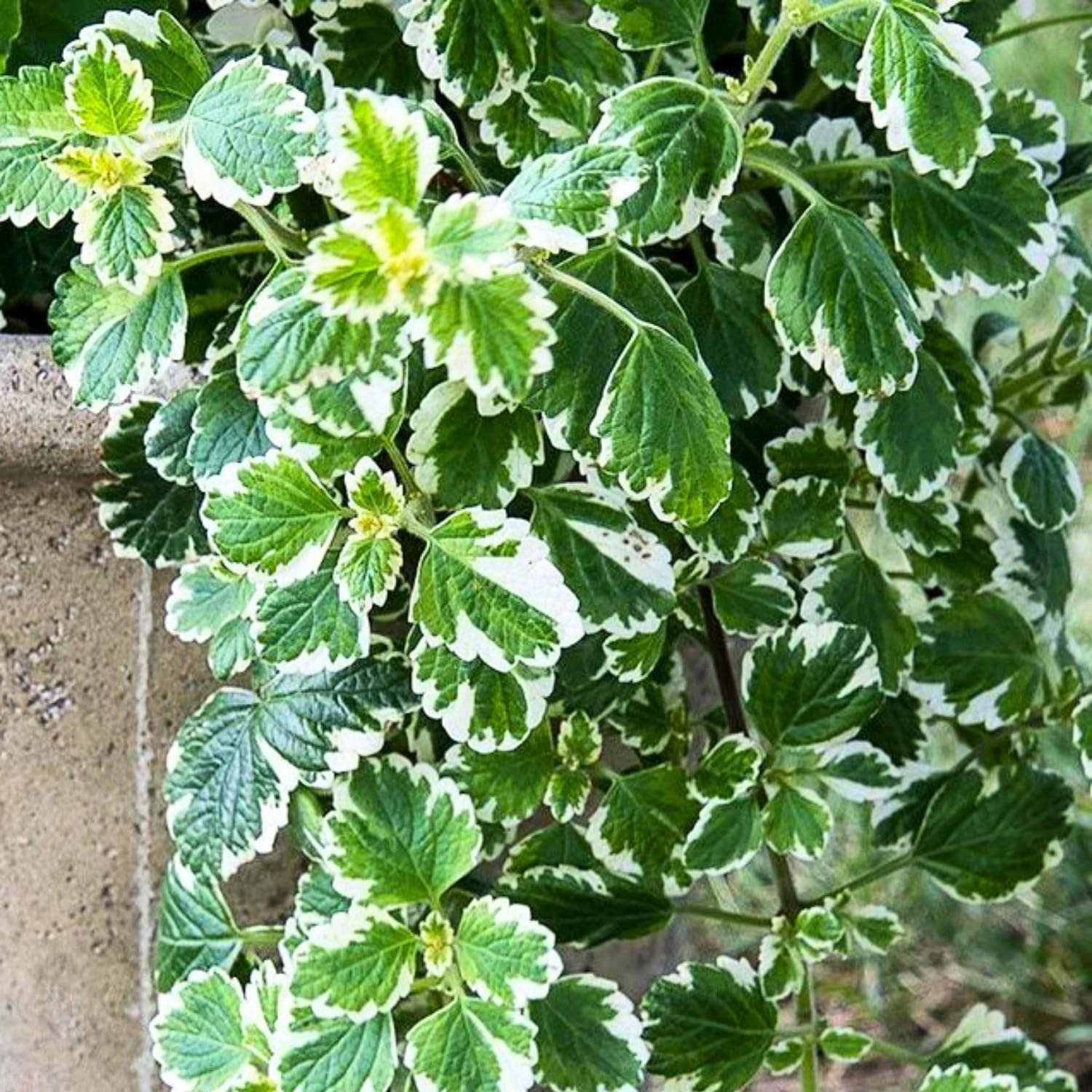 2 Swedish Ivy Plants Live Indoors to Grow, in 4 Inch Pot, Purple Plectranthus Swedish Ivy House Plants, Live Swedish Ivy Vine, 4-6" Tall (Variegated Swedish Ivy)