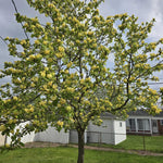 Magnolia Tree Live Plant 4-8 Inches, Pink Blooms Magnolia Bush, Fragrant Magnolia for Growing (Yellow Magnolia)