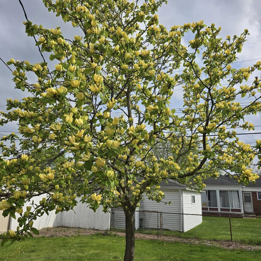 Magnolia Tree Live Plant 4-8 Inches, Pink Blooms Magnolia Bush, Fragrant Magnolia for Growing (Yellow Magnolia)