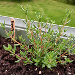 2 French Thyme Plant Live, 4-6 Inc Heights, Fragrant Herb for Indoor Outdoor Planting