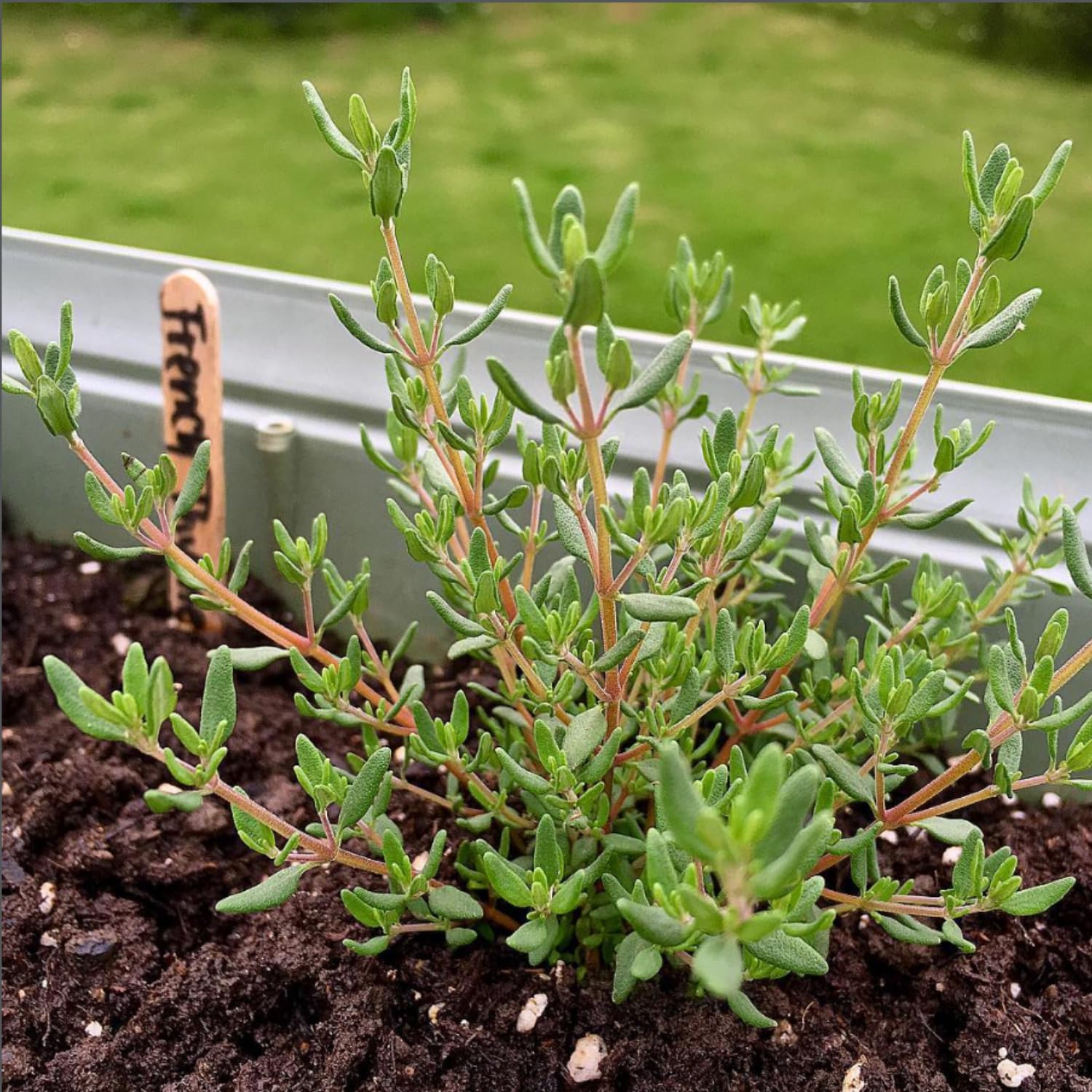 2 French Thyme Plant Live, 4-6 Inc Heights, Fragrant Herb for Indoor Outdoor Planting