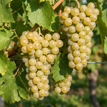 Grape Plant Live 4-7 Inches Tall, Fruit Vine Starter Plant for Garden, Patio Container, Backyard Trellis, Outdoor Growing (Green Grape)