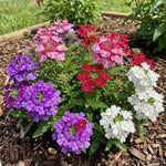 2 Verbena Live Plants, Trailing Verbena Plants for Planting Outdoor, Perennial Ground Cover Flowers 4-7 Inches (Assorted)