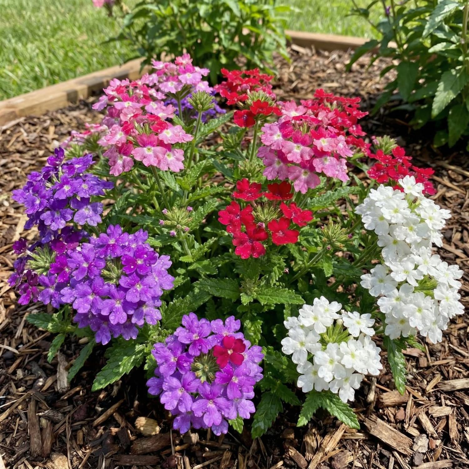 2 Verbena Live Plants, Trailing Verbena Plants for Planting Outdoor, Perennial Ground Cover Flowers 4-7 Inches (Assorted)