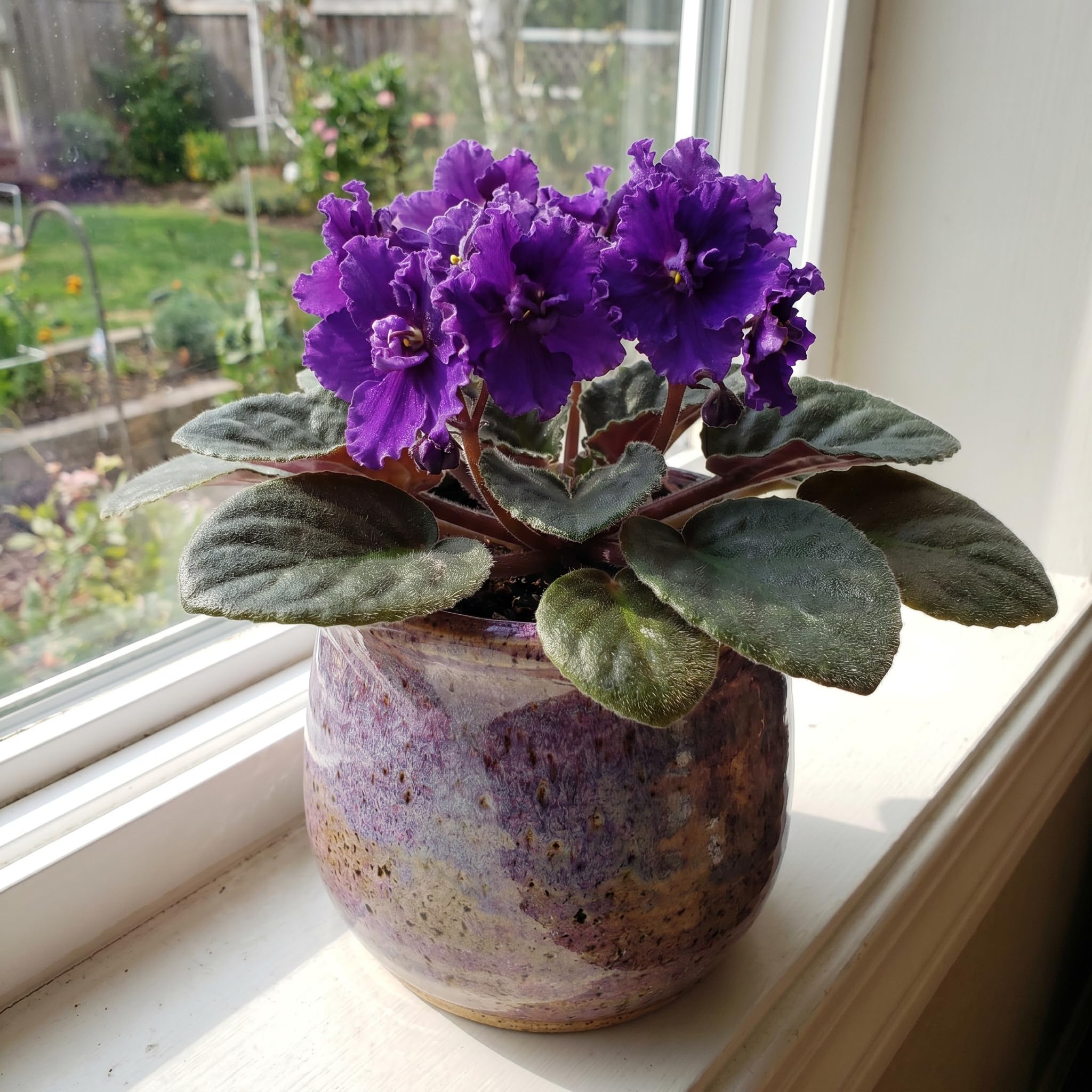 African Violet Plant Live in 4 Inch Pot, Indoor Flowering Houseplant, Compact Blooming Plant for Home or Office (Purple Blooms)