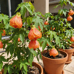 2 Orange Abutilon Plants 4-8" Tall, Trailing Lantern Flowering Vine for Patio, Containers and Outdoor, Hardy Bell Shaped Flowers Shrubs