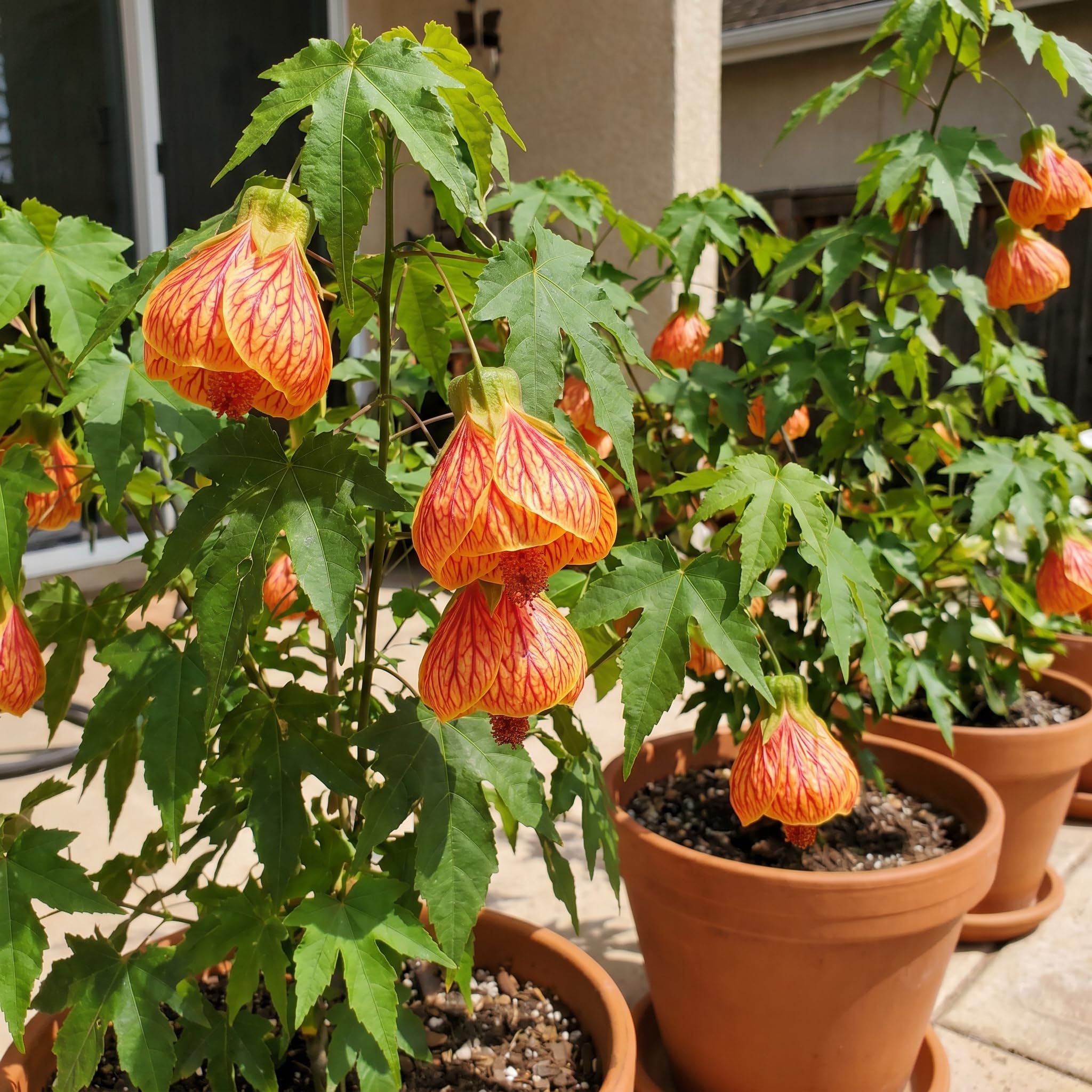 2 Orange Abutilon Plants 4-8" Tall, Trailing Lantern Flowering Vine for Patio, Containers and Outdoor, Hardy Bell Shaped Flowers Shrubs