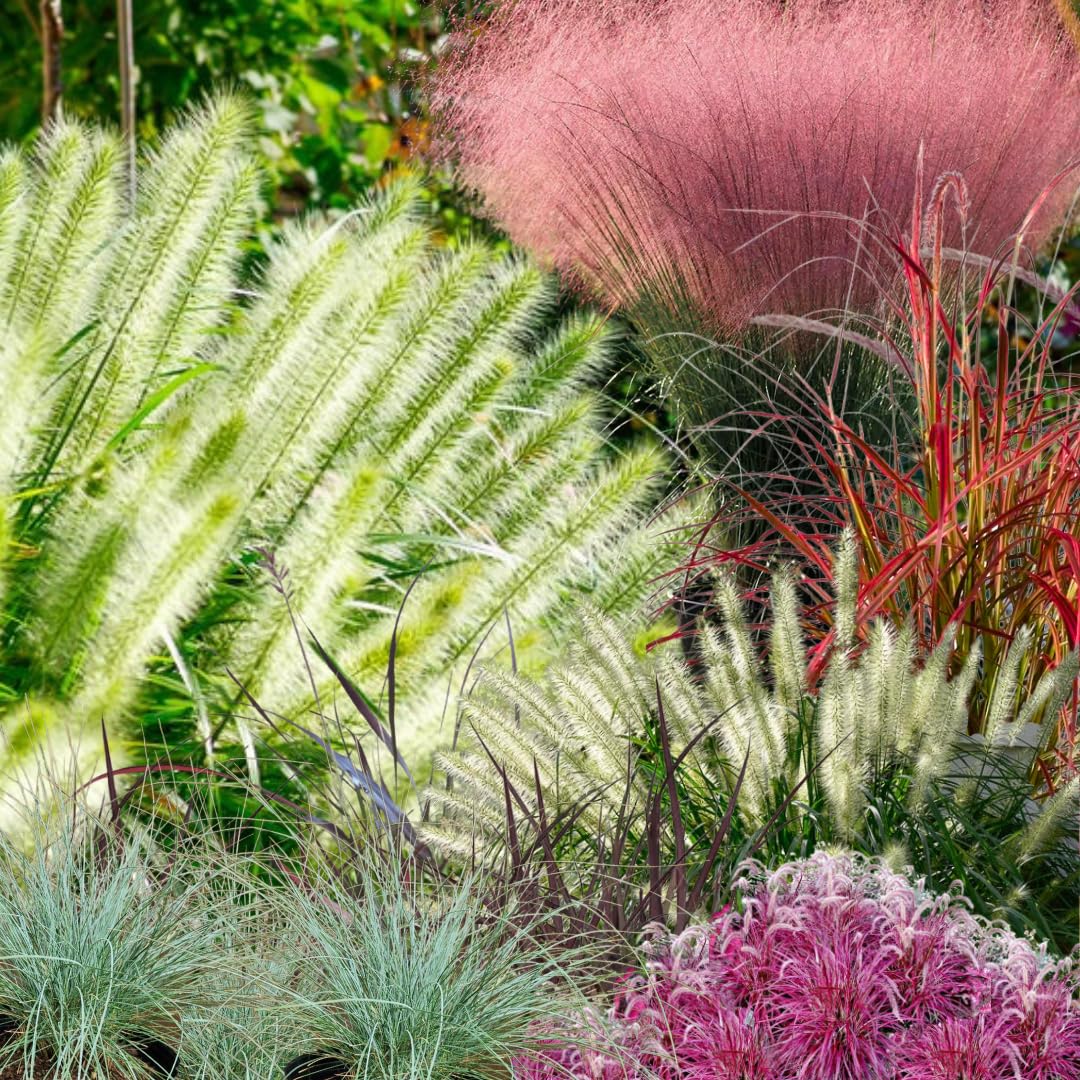 Pack 2 Grass Plants Live for Growing, Ornamental Grasses Live Plants Perennial 5-9 Inch Tall (Mixed Grass Plants)