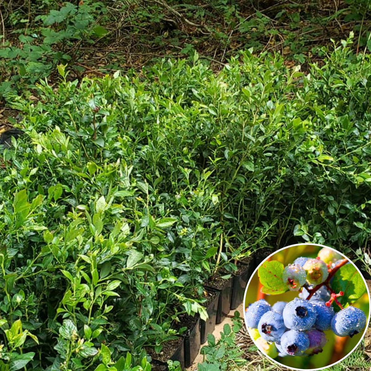 2 Blueberry Plants, Blueberry Tree Live Plant, Blueberry Shrub 1 Year Old, Sweet Blueberry Bush Live Plant, Blueberries Bareroots (Legacy Blueberry)