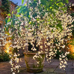 Clerodendrum Plants Live Well-Rooted for Outdoor Planting, White Clerodendrum Wallichii Schmidtii Smithianum Light Bulbs Tropical Live Plant, Chains of Glory Tree, 5"-9" in Tall