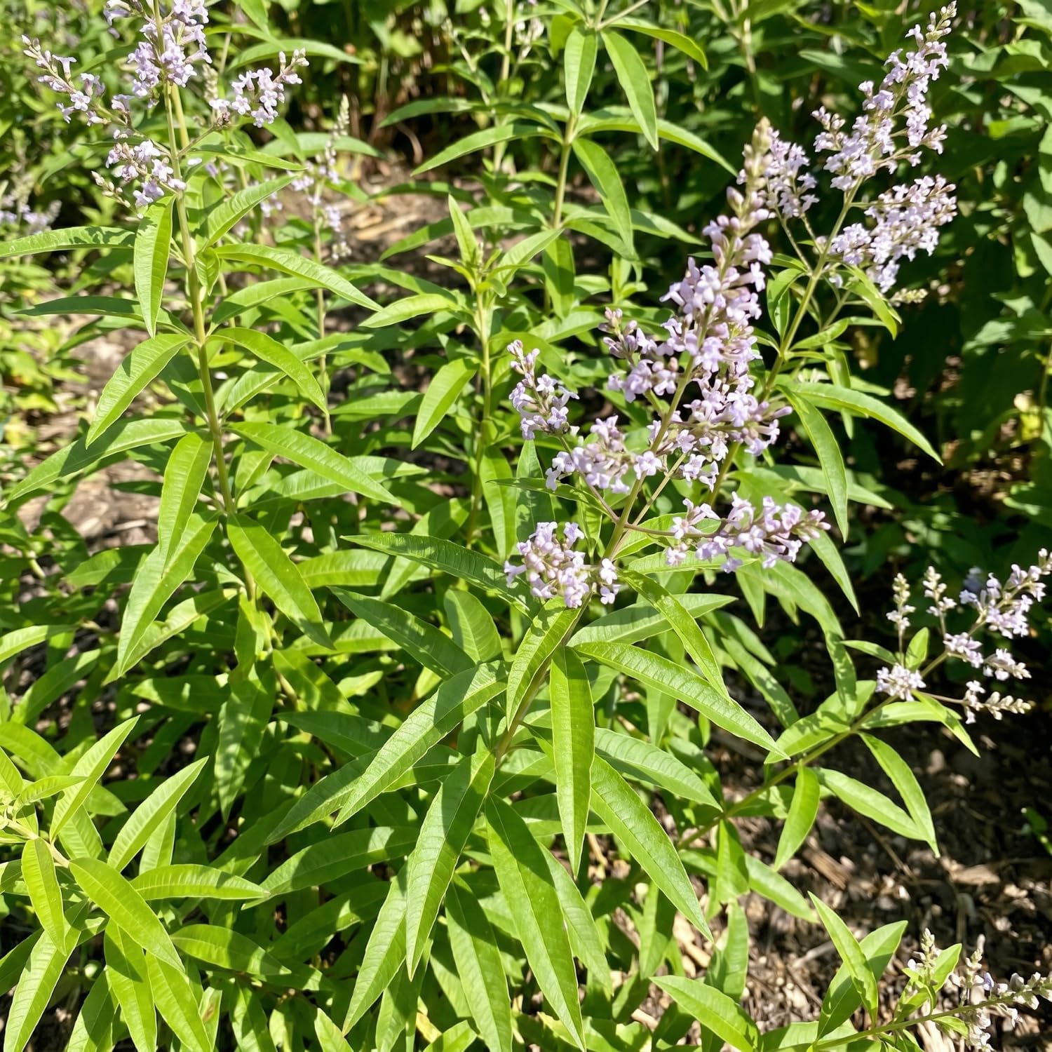 2 Live Lemon Verbena Plant, Fragrant Lemon Verbena Herb Plant Live, 3-5'' Tall, Herb Starter Plant for Garden, Patio