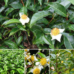 Camellia Sinensis Plant Live, Camellia Plant, Green Tea Tree Plants, Vibrant Flower Shrub, Well-Rooted for Garden Planting (6 Inches)
