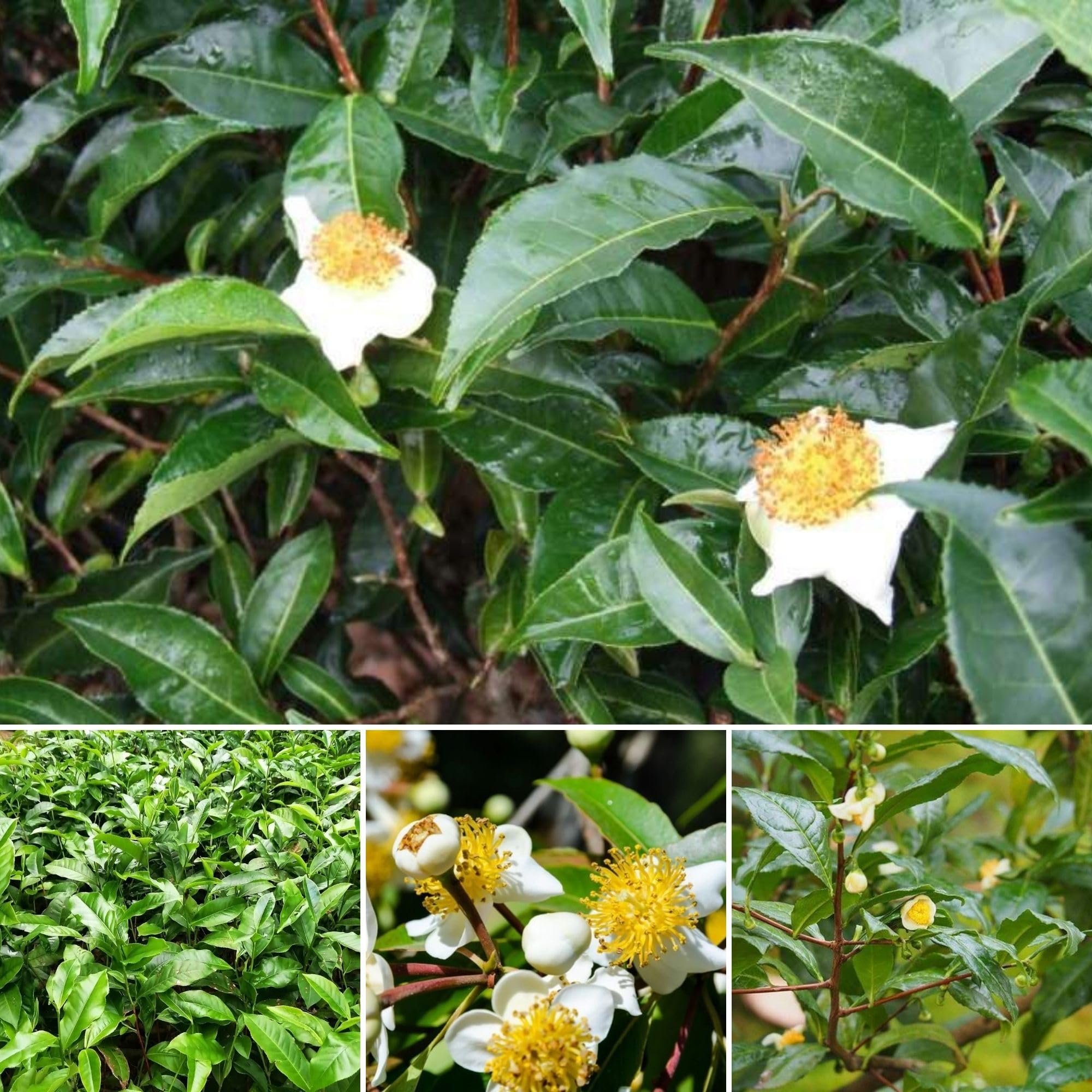 Camellia Sinensis Plant Live, Camellia Plant, Green Tea Tree Plants, Vibrant Flower Shrub, Well-Rooted for Garden Planting (6 Inches)