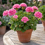 Geranium Live Plant 4'' Pot, Flowering Geranium Well Rooted 3-6'' Tall, Outdoor Patio, Balcony or Container Garden Plants, 2 Plants per Pot (Pink)