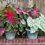 3 Mix Caladium Live Plants, 3 to 5 Inch Tall, Perennial Caladium for Indoor Outdoor Planting