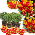 4 Milkweed Plants Live, Tropical Butterfly Milkweed Asclepias Tuberosa Perennial Wildflowers Swamp Common Bush, 5-9" in Tall, No Pot