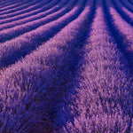 Set 2 Lavender Plants Live, Lavandula Perennial Flower Plants Indoor Outdoor, Well Rooted 4 to 8 Inch Tall to Grow (Provence Lavender)