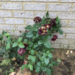 Climbing Rose Live Plant, 6 Months Old Starter, Fragrant Purple Climbing Roses for Planting Outdoor, No Pot (Dark Night)
