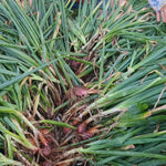 5 Egyptian Walking Onions Plants Live for Planting Outdoors Indoors Garden, Cold Hardy Vegetable Live Plant Indoor, from 4 Inches Tall
