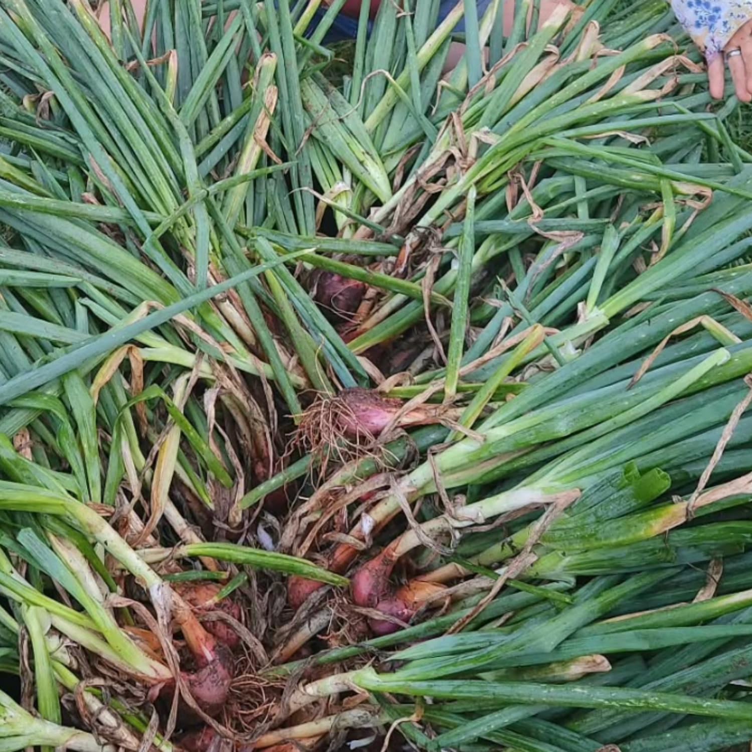 5 Egyptian Walking Onions Plants Live for Planting Outdoors Indoors Garden, Cold Hardy Vegetable Live Plant Indoor, from 4 Inches Tall