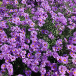 Set 2 Purple Aster Plants Live, Perennial Purple Flowers for Garden, 4-6 Inches Flowering Aster Plants Flower Outdoor Planting