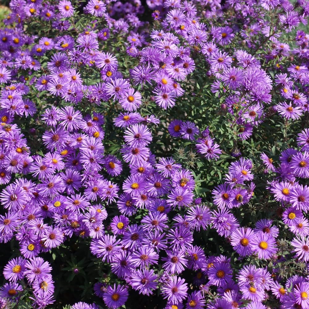 Set 2 Purple Aster Plants Live, Perennial Purple Flowers for Garden, 4-6 Inches Flowering Aster Plants Flower Outdoor Planting