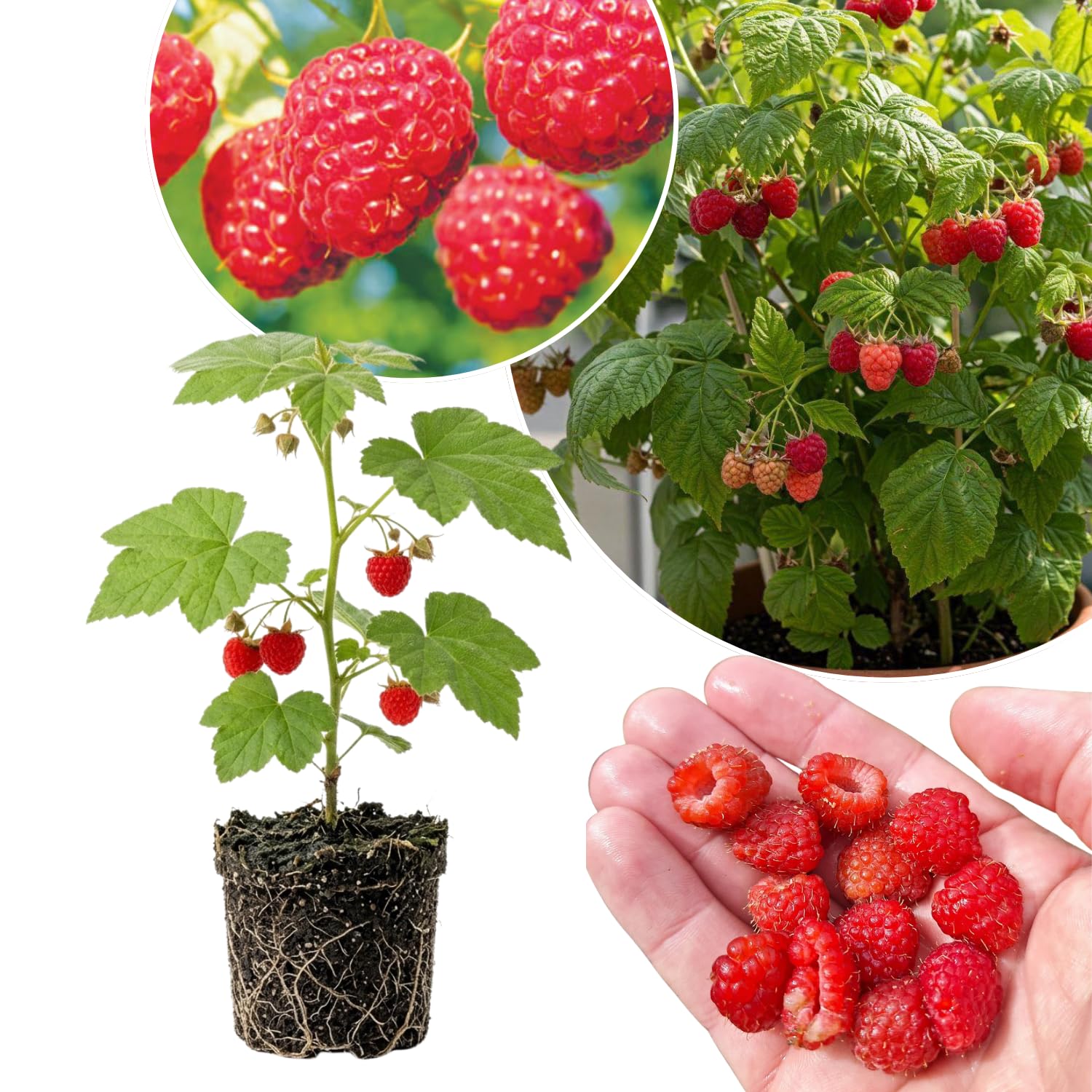 Thimbleberry Raspberry Plant, Sweet Raspberry Bush Live Plant, 6-12'' Heights, Raspberries Fruit Well Rooted for Outdoor Planting