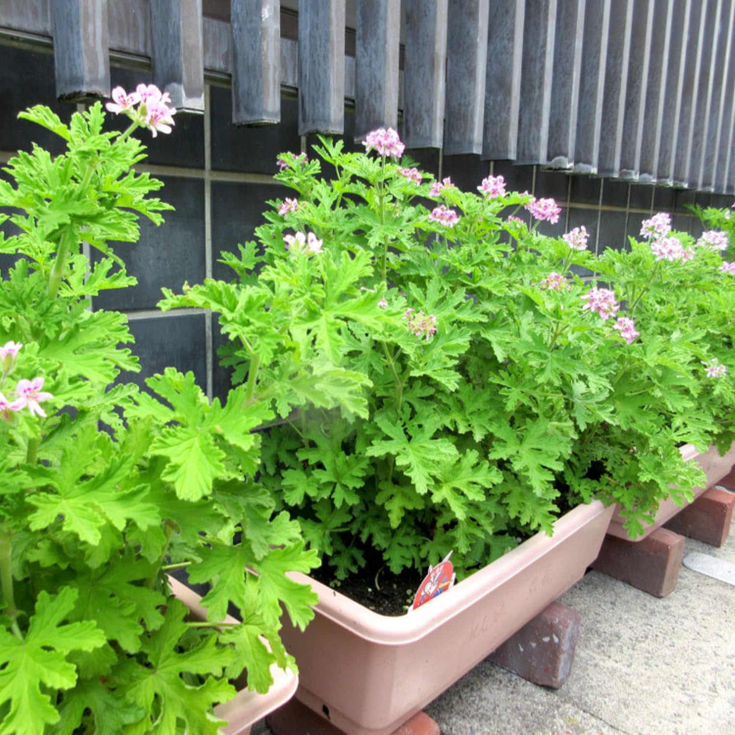 Set 4 Citronella Plants Live, 3 to 6 Inches Tall, Live Citronella Plant Indoor, Citronella Plant Pot, Citronella Live Plants