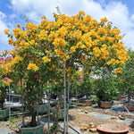 2 Yellow Bougainvillea Plants Live, Flowering Bougainvillea Vine for Outdoor Garden or Trellis, 5-9 Inch Tall, Very Hardy