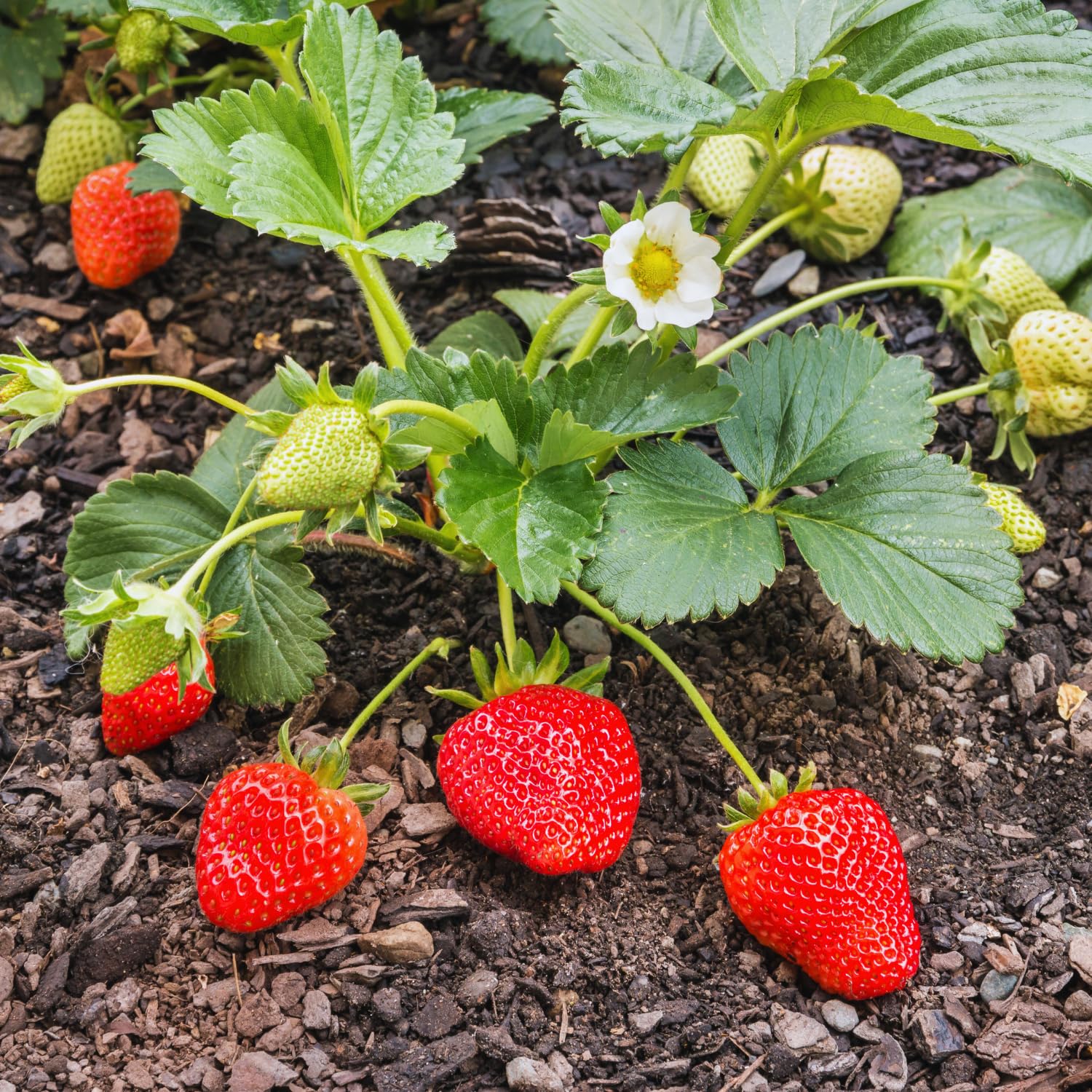 Set 4 Red Strawberry Plants Live, 3 to 5 Inc Tall, Hardy Strawberry Roots, Sweet Fruit Live Plants Indoor Outdoor Garden