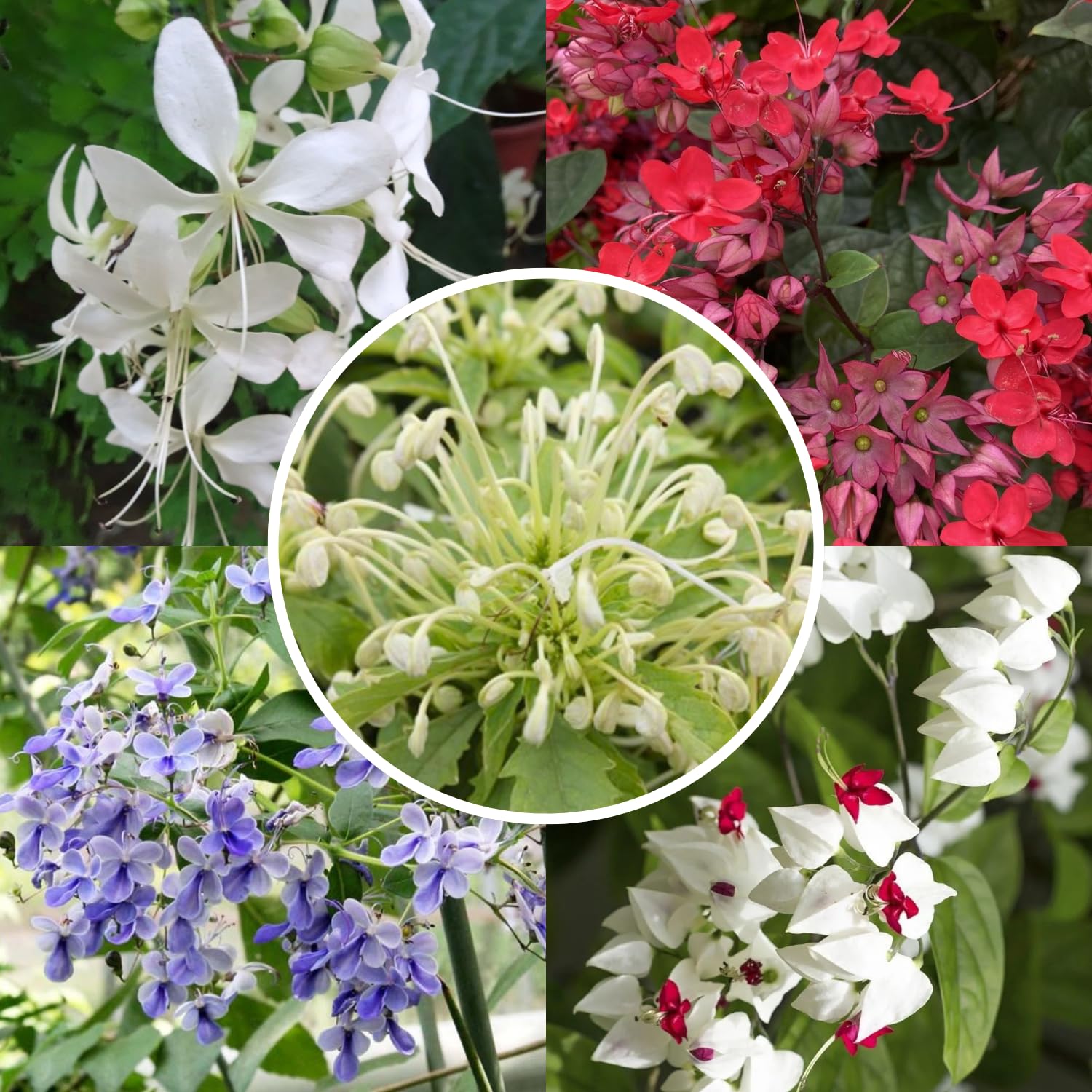 2 Clerodendrum Live Plants, Clerodendrum Wallichi Mix Blooms, 5-9 Inc Tall
