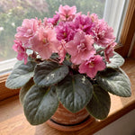 African Violet Plant Live in 4 Inch Pot, Indoor Flowering Houseplant, Compact Blooming Plant for Home or Office (Pink Blooms)