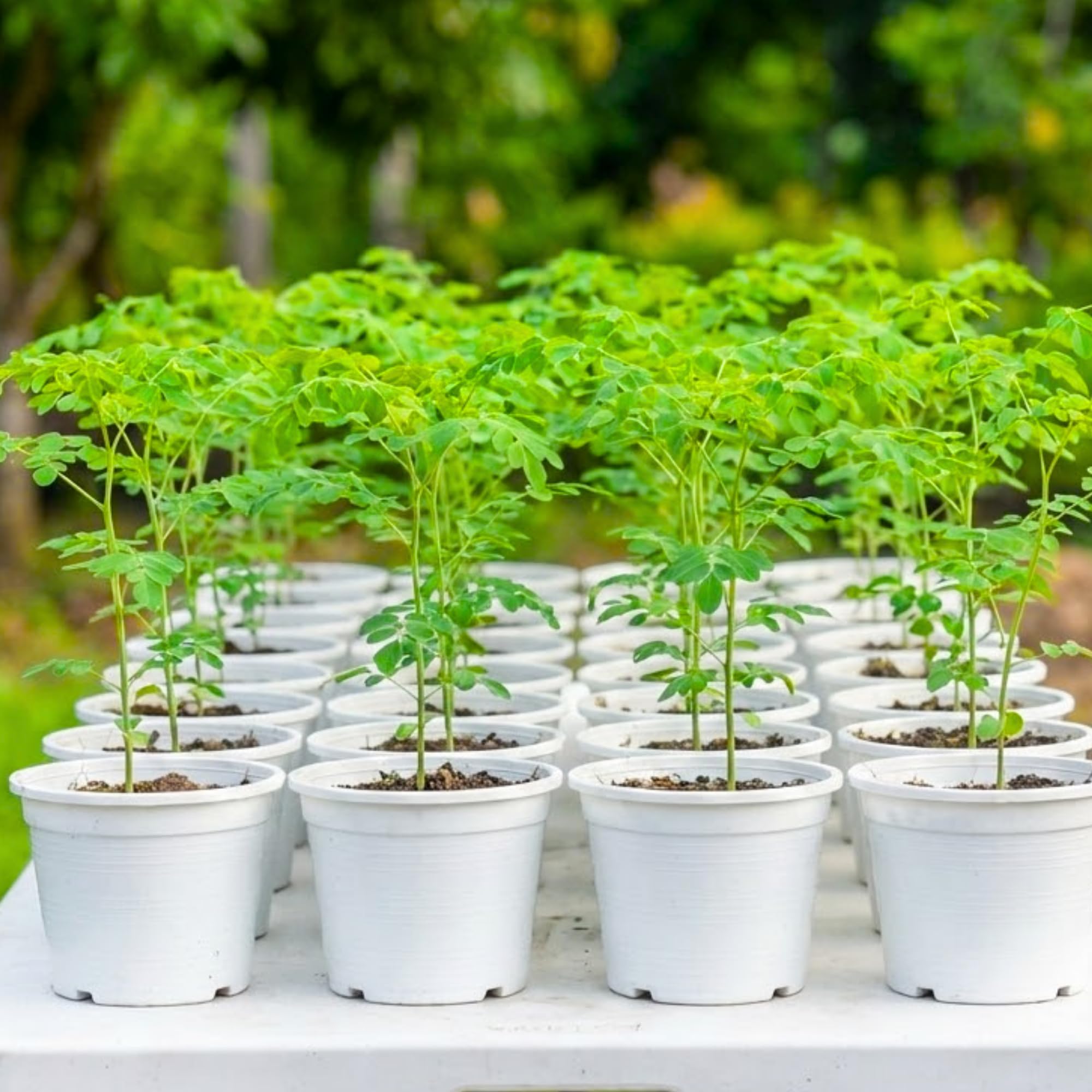 Live Malunggay Moringa Plants in One Pot for Planting, Oleifera Drumstick Horseradish Plants Live, 6 to 8 Inc Tall, Well-Rooted