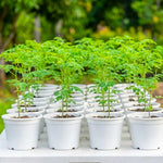 1 Moringa Tree Live Plant, 6-8 Inc Moringa Plants Live, Drumstick Horseradish Tree, Herb Malunggay Plants for Planting, No Pot