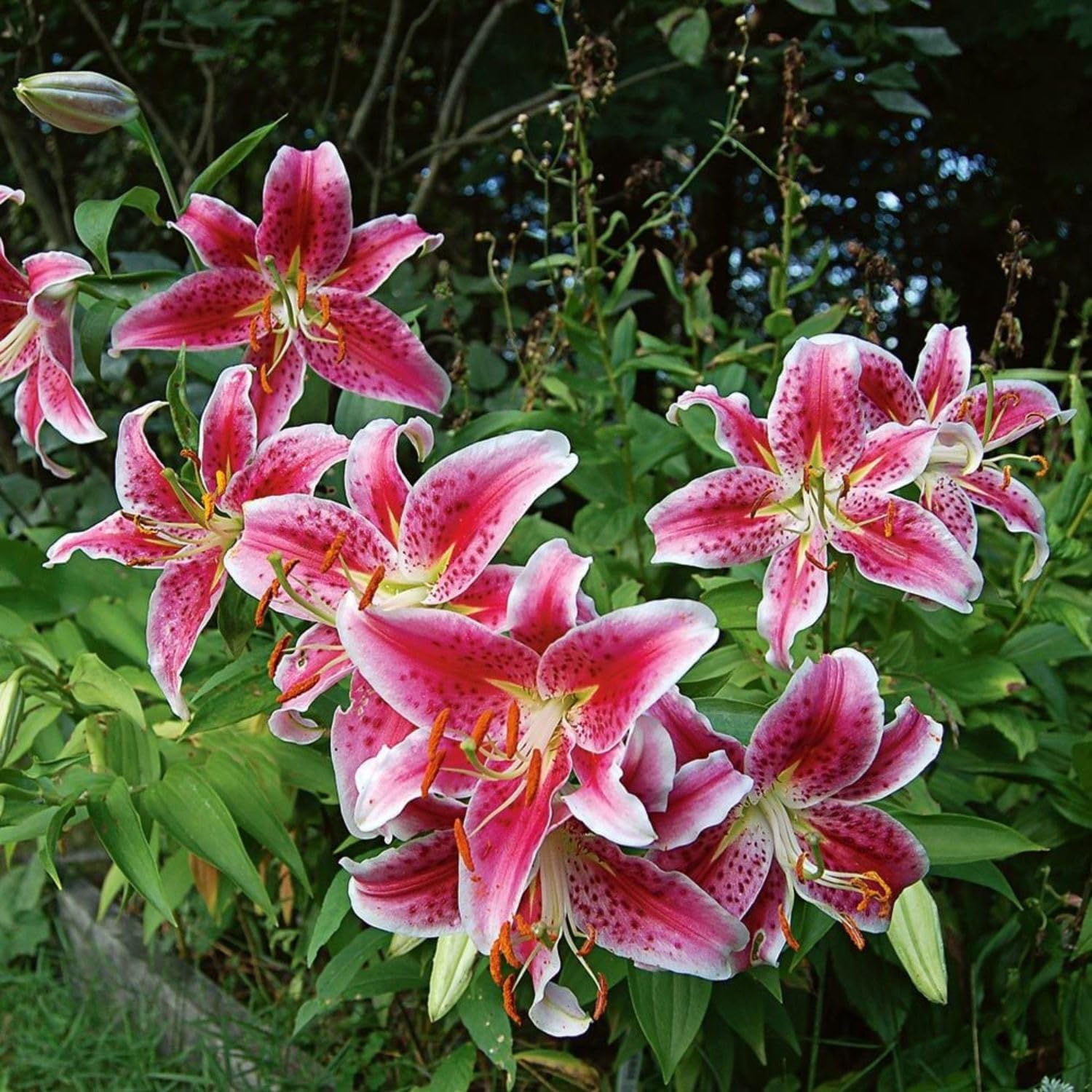 4 Pink Lily Bulbs, 4-6 Inch, Pink Lilies Bulbs, Flowering Bulb for Outdoor Garden Beds and Containers