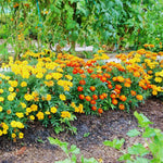 2 Mix Marigold Plants Live, Starter Plants, Marigold Flowers Live Plants, No Potted