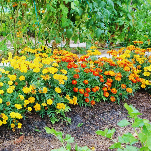 2 Mix Marigold Plants Live, Starter Plants, Marigold Flowers Live Plants, No Potted