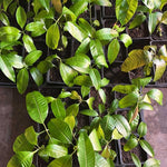 Yellow Mango Trees Live Plants, 5-12 Inches in Pot, Well Rooted Sweet Mango Tree for Planting