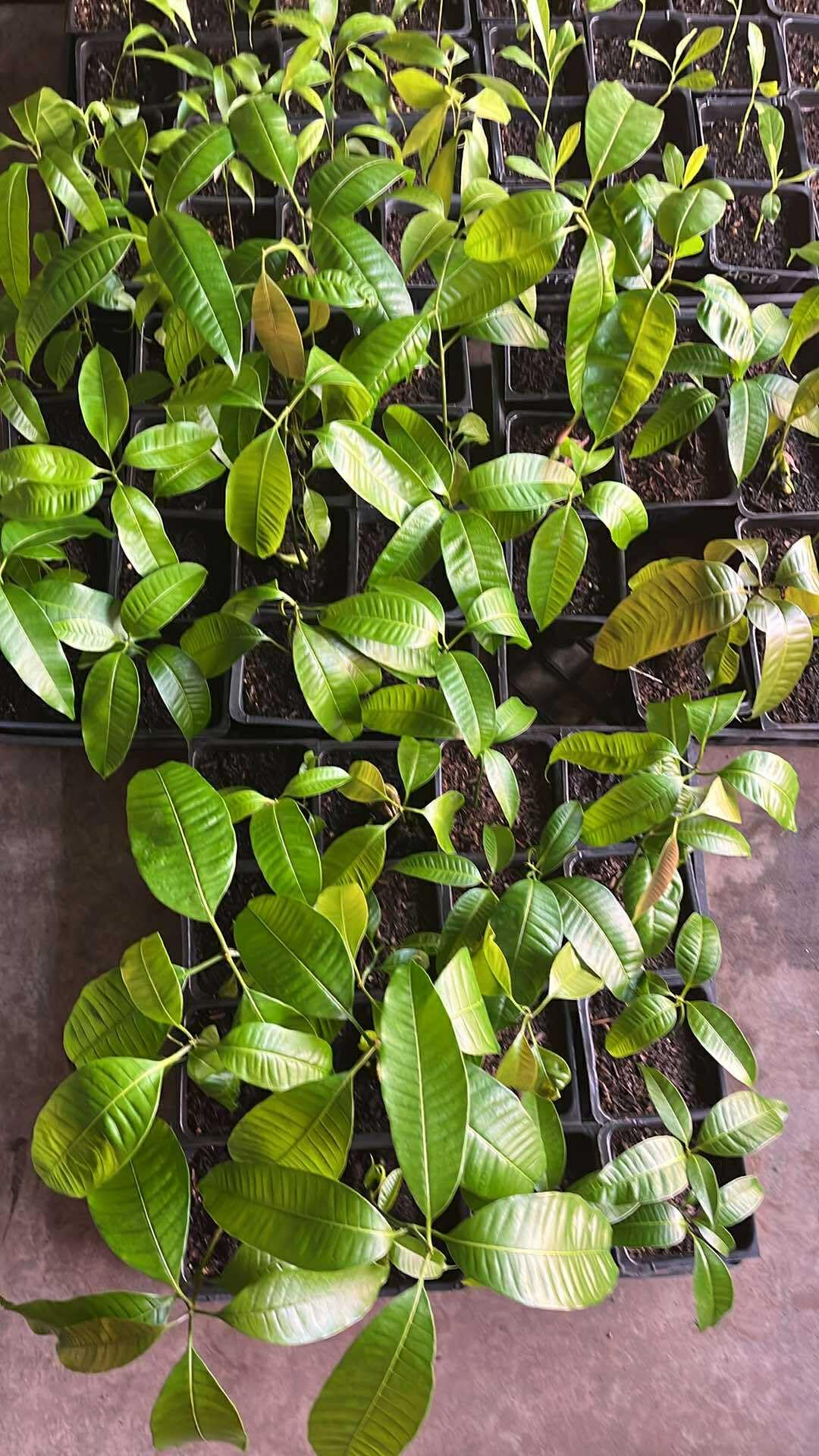 Yellow Mango Trees Live Plants, 5-12 Inches in Pot, Well Rooted Sweet Mango Tree for Planting